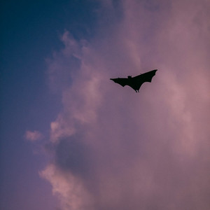 🦇🦇 Release The Bats 🦇🦇 // Gothic, Deathrock & Postpunk cover art