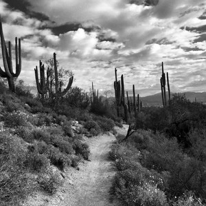 a mindful walk in the desert